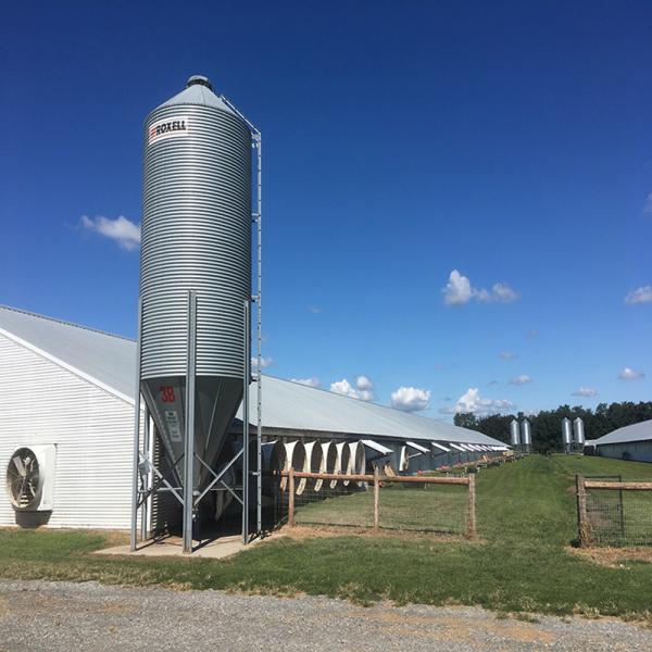 Modern Long Span Steel Construction Building High Capacity Prefabricated Poultry