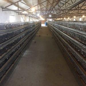 China 9.5mm Dia 2 Doors Quail Battery Cages , 1300 * 450 * 250mm Quail Egg Cage factory
