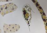 Flower Waterslide Decals , Vivid Design Dressing Table Stickers Anti Fade