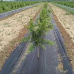 Black Grass Barrier Landscape Ground Fabric Ground Cover Mesh Weed Mat Anti