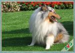 Anti Bacterial Soft Permeable Fake Green Grass Pet Grass Field Green Color