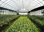 Prefabricated Light Steel Structure Agricultural Vegetable Greenhouse Q235
