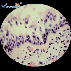 China Biological Prepared Pathology Microscope Slides Medical Training Slides factory