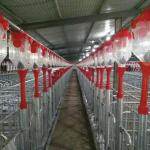 Automatic Raising Housing And Equipment For Swine Production CE SGS