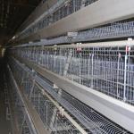 Soncap 128 Birds/Set 4 Layer Chicken Cage For Laying Hens 8436290000