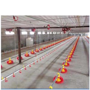 Automatic feeding system for broilers