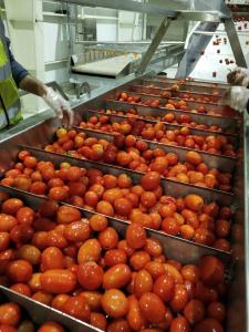 China 220v / Customized Tomato Processing Line Fruit Jam Production Line Energy Saving factory