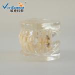 Natural Size Dental Study Models VIC-B2 24pcs Plastic Orthodontic Teeth Model