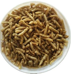 China Natural Mealworms Fish Food Sourced from s Finest Ingredients factory