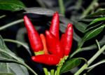 7CM Dried Long Red Chillies 50000SHU Dehydrated Tianjin Chili ISO