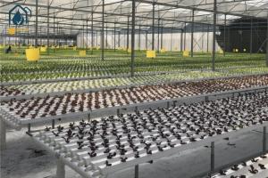 China Smart NFT Hydroponic Growing System Plant Growth Commercial And Indoor Garden Kit factory