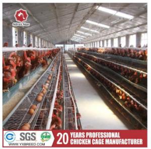 China Breeding Equipment Customized Multi Layer Chicken Cage European 54 Chickens factory