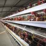 A Type Egg Laying Hen Layer Chicken Cage For Poultry Farm 3 Tiers 195*38*38 Cm