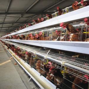 China A Type Chicken Animal Cage Complete Poultry Project Farm Equipment 5 Tiers factory