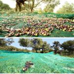 Knitted agriculture olive tree net for catching olive