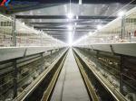 Steel Automatic H Type Battery Cage For Chicken / Bird Poultry Farming