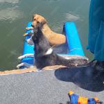 Inflatable Non-Slip Pets Foldable Pup Plank Pet Ramp Floating On Water Dock