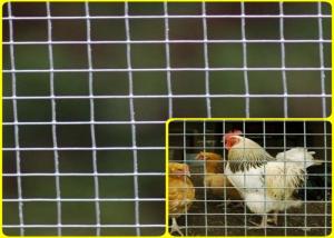 China 1/2''X 1/2'' Stainless Steel Welded Mesh Rolls For Breeding Protection High Strength factory
