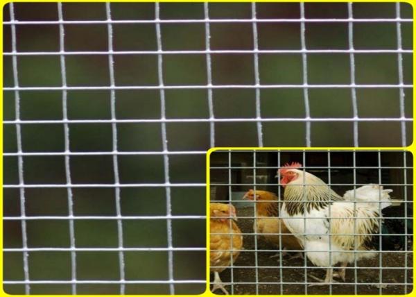 1/2''X 1/2'' Stainless Steel Welded Mesh Rolls For Breeding Protection High