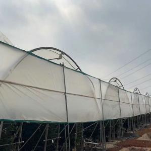China 10000 Sqm Easy Connected Tunnel Cgreenhoue Plastic Poly Film Growing Strawberry Bluberry Berry Fruits factory