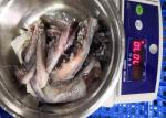 20 Kg Equator Squid Bqf Dosidicus Gigas Store Condition -18℃ Or Below