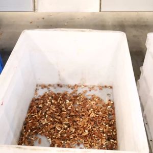 220V CE Dry Cracking Pecan Shelling Machine Connect To IR Kernel Shell Separator