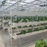 Substrate Cultivation Outdoor Hydroponics Greenhouse Weather Resistance