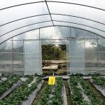 1.5 Meter Arch Rod Distance Tunnel Greenhouse Easy And Hassle-free Installation