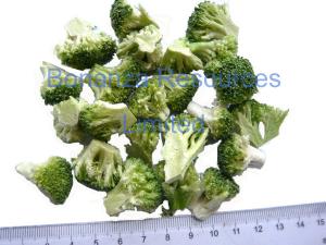 China 2018 New Natural Vegetable Food Freeze Dried Broccoli factory