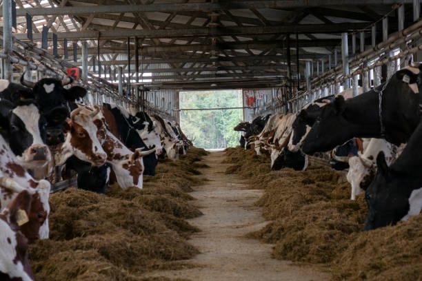 Steel Structure Cow House Design Cow Farm House Farm Shed Steel Structure Workshop