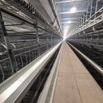 54-384 Birds/Set Layer Bird Cage , SONCAP Battery System Of Poultry Farming
