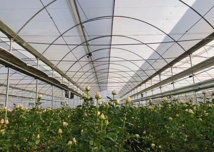 3m-6m Tropical Sawtooth Greenhouse Gutter Connected Steel Framework For Hydroponic Roses