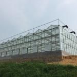 Venlo Roof Glass Green House For Agriculture 10.8m Lettuce Leaf Vegetable Salad