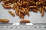 Japanese Rice Cracker Chili Chinese Snacks Premium Quality Highest Grade Gluten