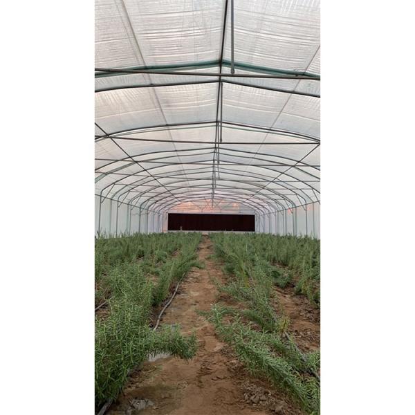 3.3m Height Single Span Greenhouse Vegetable Growing Greenhouse With Hydroponic Systems