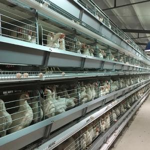 China Egg Collecting Wire Poultry Cages , Hot Dipped Galvanized 4 Tier Layer Cage factory