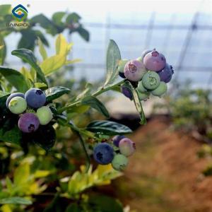 China 4 Seasons Agricutural Type Blueberry Greenhouse For Planting Single Layer factory