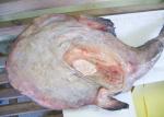 Block Frozen Monkfish Gutted original color Health Certificate