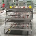 Save Space Poultry Broiler Chicken Cage Low Carbon Steel Wire In Africa Adela