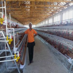 China A Type Poultry Battery Layer Chicken Cage System Hot Galvanized Q235 Steel Wire factory