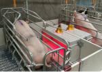 sow stainless steel automatic pig feeder tough double side pig feeder