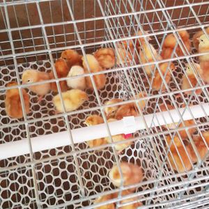 High Quality A Frame Brooding Chicken Cage Pullet Cage With Electro-Galvanized