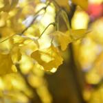 Shopping Mall Artificial Ginkgo Tree Autumn Yellow Looking Real Natural Floor