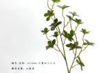 Texture Fidelity Artificial Tree Branches Of Greenery Umbrella 66 Cm 102 Cm