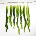 Japanese Ingredient Brown Algae Dried Kelp Kombu Sprouts Nutrient Rich Superfood