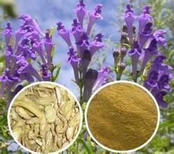 Radix isatidis P.E. with manufacture quality garantee, Antibacterial anti