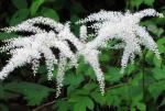 100% natural black cohosh powder black cohosh extract -Triterpene Glycosides