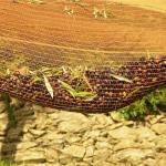 Olive Picking Nets from China