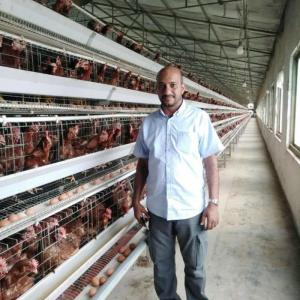 China Long Time H Type Layer Cage For Management Of Laying And Breeding Hens factory