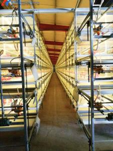 China Poultry Equipment Chicken Layer Cages A Type H Type Layer Cage Automatic factory